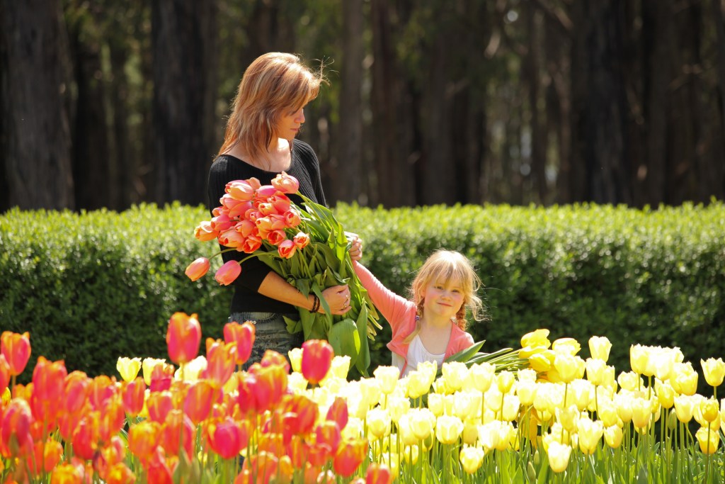 Woman and child picking tulips at Tesselaar Tulip Festival