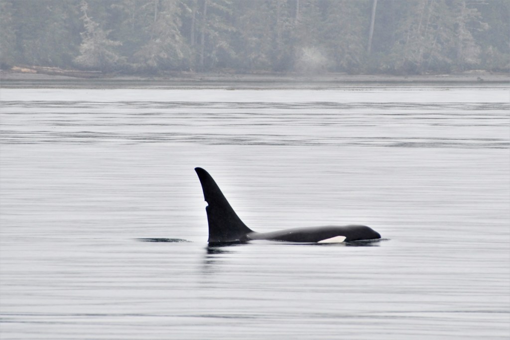 Orca viewing on a guided tour with Prince of Whales