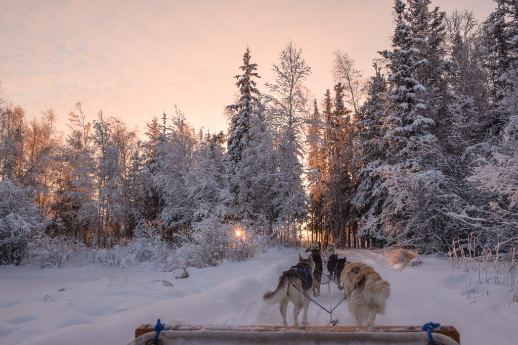 A sled being pulled across the snow by a team of dogs in Aurora Village, which is one of the top reasons to visit Canada in the winter - Luxury Escapes