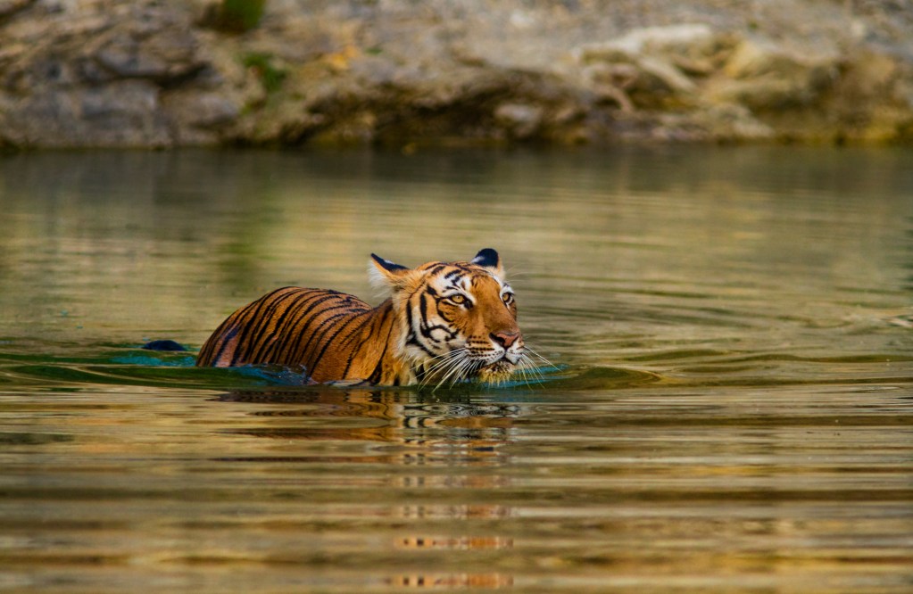 A Royal Bengal tiger takes a dip in the Ranthambore National Park  – Luxury Escapes