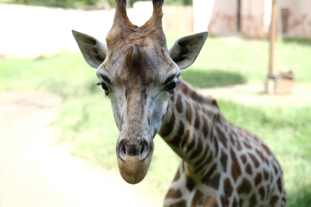 A close up of a giraffe at Jamala Wildlife Lodge - Luxury Escapes