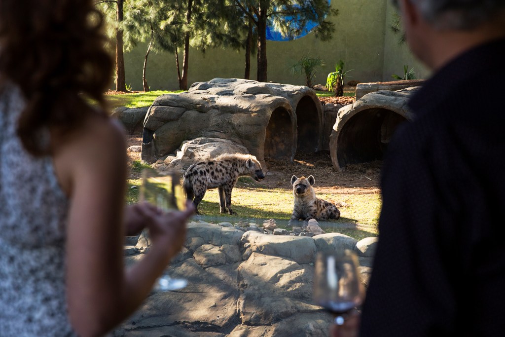 A pair of guests sip wine and watch furry animals play at Jamala Wildlife Lodge - Luxury Escapes