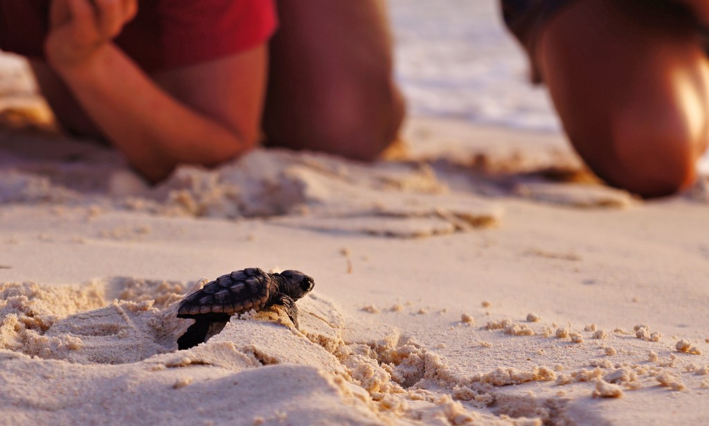 If you're a wildlife and conservation fan, make sure to witness a turtle hatching on your visit to New Caledonia. 