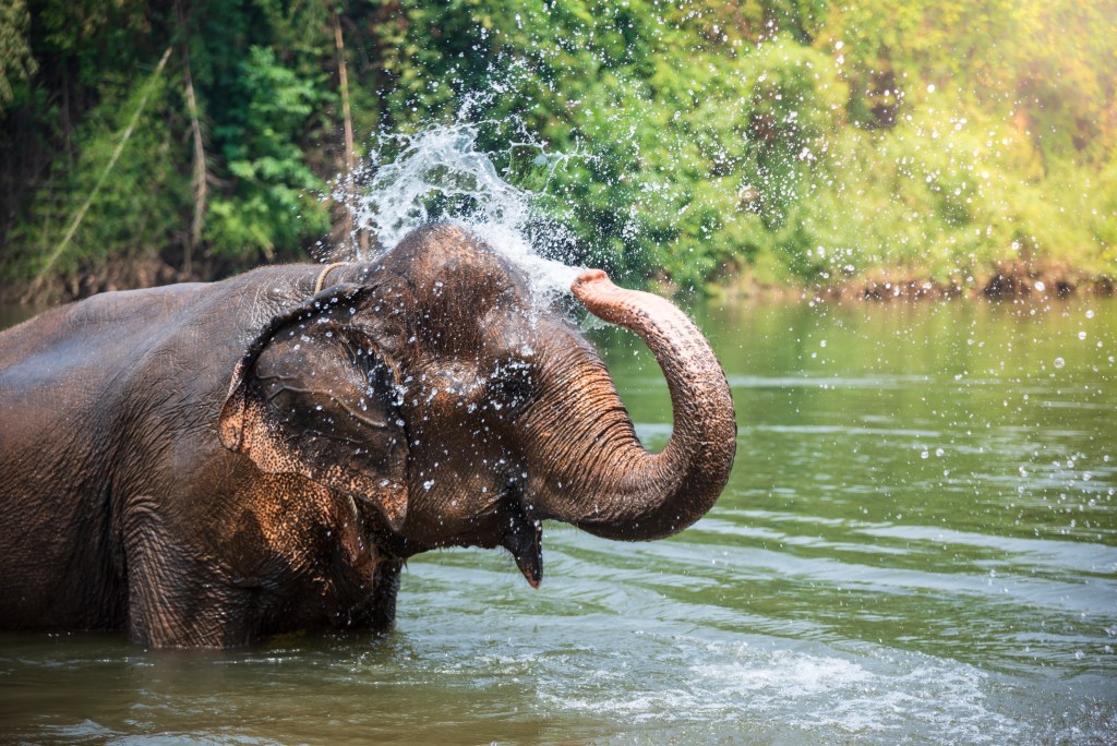 An elephant swimming at Anantara Golden Triangle Elephant Camp & Resort, one of The Best Family Resorts in Thailand for 2022 - Luxury Escapes 