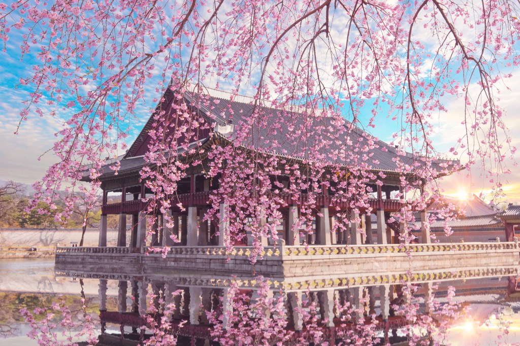 Cherry blossoms outside a temple in Seoul, South Korea, one of the best places in the world to see cherry blossoms