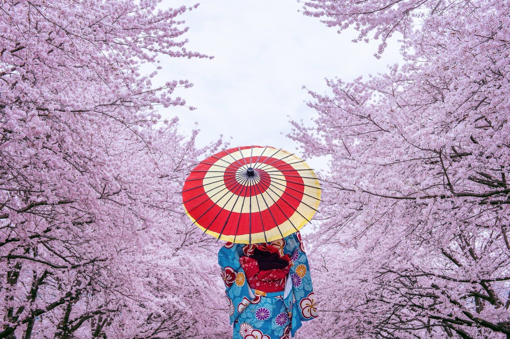 A person dressed in a Kimono among the Yoshina cherry blossoms in Japan, one of the best places in the world to see cherry blossoms