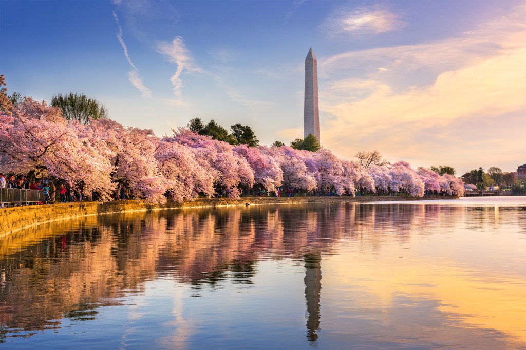 Cherry blossoms along the water near the Washington Monument, Washington DC, US, one of the best places in the world to see cherry blossoms