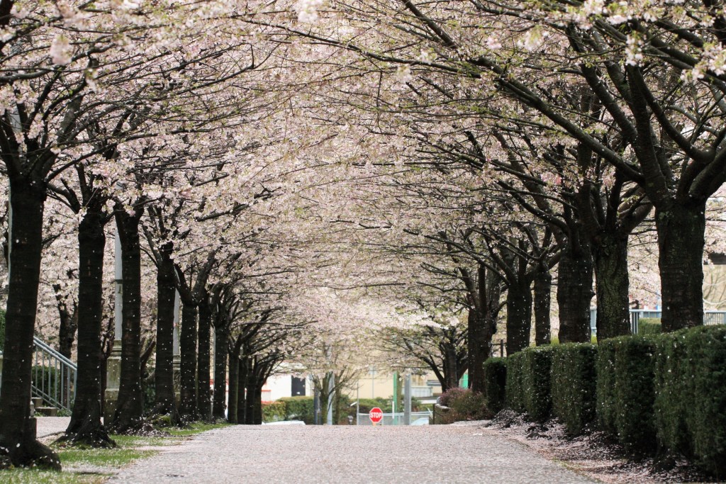 Blossoms lining a street in Vancouver, Canada, one of the best places in the world to see cherry blossoms