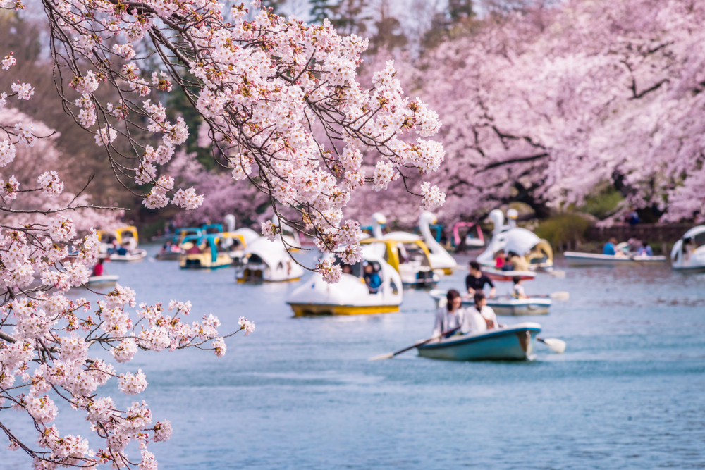 Viewing the cherry blossoms is one of the quintessential experiences on a trip to Tokyo, Japan - Luxury Escapes
