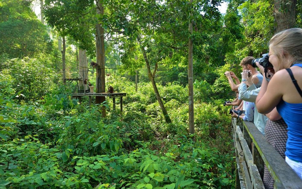 Animal-lovers will want to experience the rehabilitation centre in Sabah, where they can get a glimpse of gibbons, elephants and Malaysia's orangutan population - Luxury Escapes